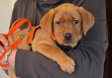 Preview: Welpengeschirr - orange/schwarz